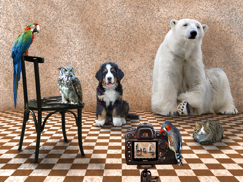 02.03.2011 Montage-Tiere-mit-schärfe.jpg